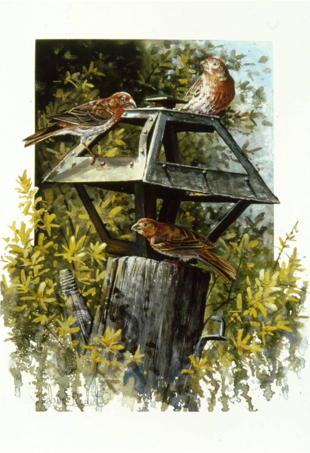 Not a Feeder