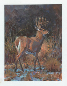 November Light Whitetail