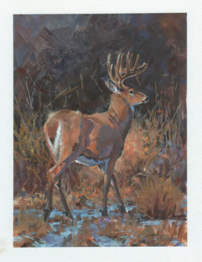 November Light Whitetail