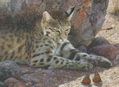 Off Limits Bobcat Carl Brenders