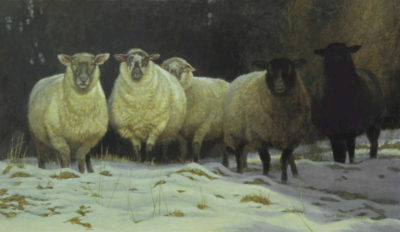 On Salt Spring Sheep Robert Bateman