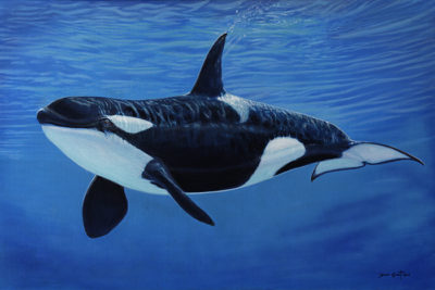 Orca - David Grant