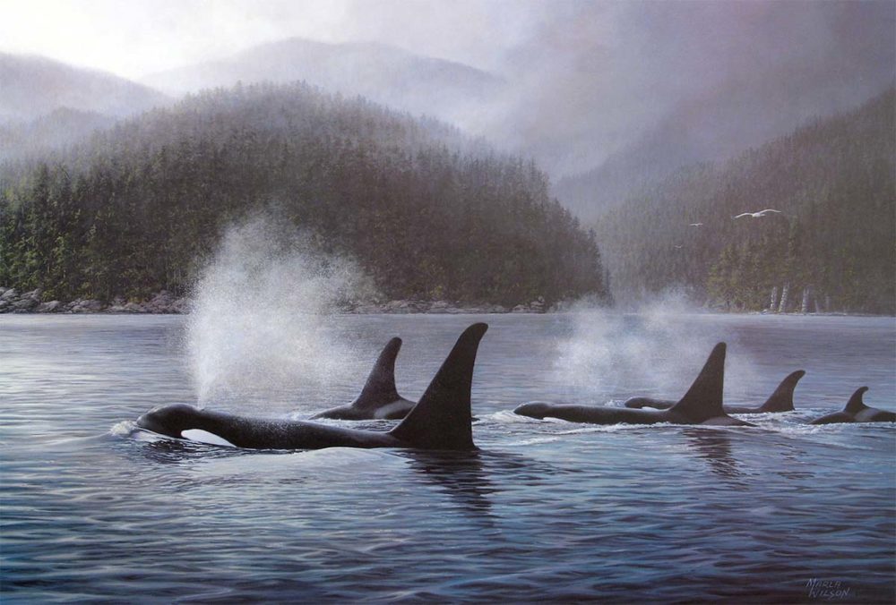 Orcas - Marla Wilson