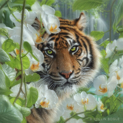 Orchid-Haven-Tiger