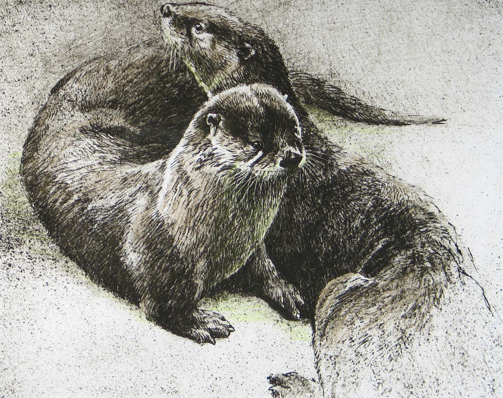 Pair of Otters - Etching - Robert Bateman