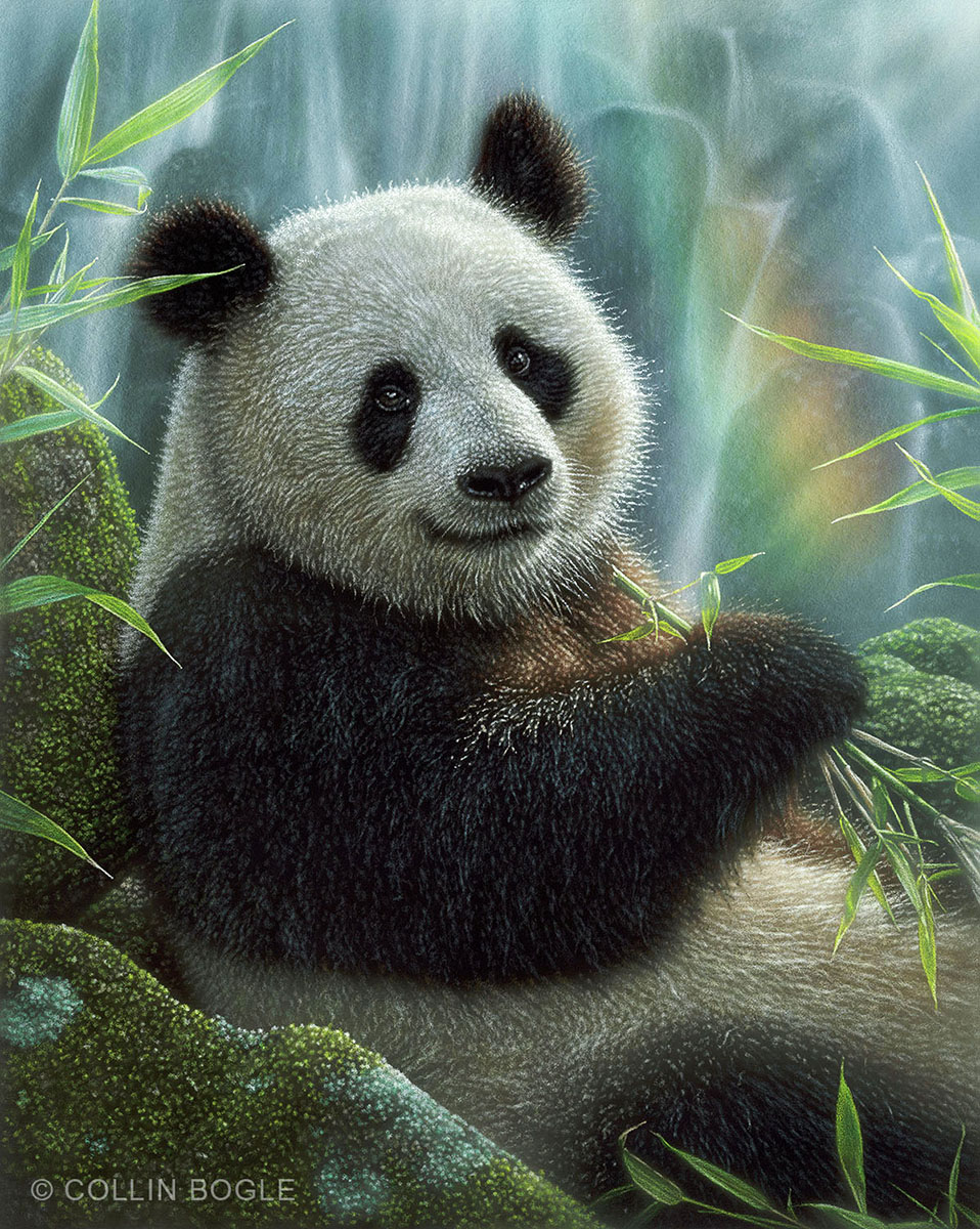 Panda Paradise - Collin Bogle (1)