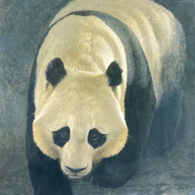 Panda Portrait - Robert Bateman