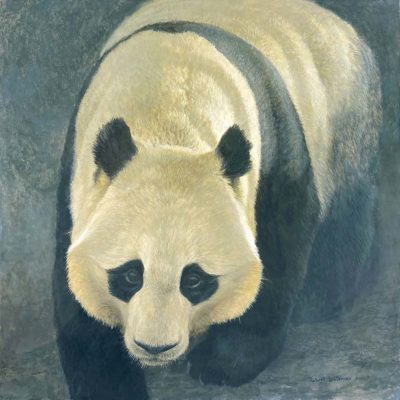 Panda Portrait - Robert Bateman