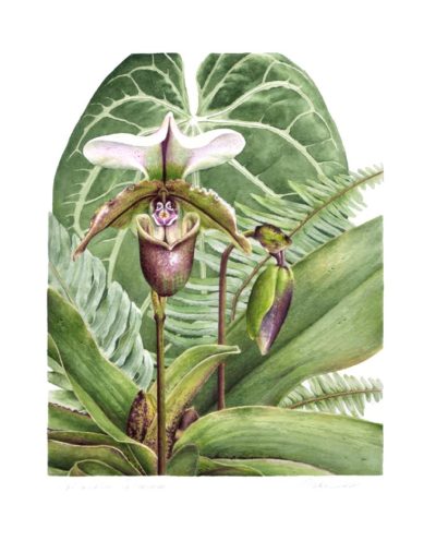 Paphiopedilum Spicerianum Orchid - Charity Dakin