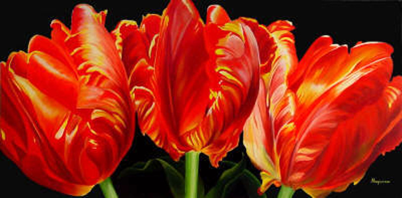 Parrot Tulip Trio Dennis Magnusson