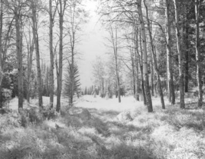 Path To Bow River Fred Braakman