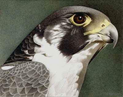 Peregrine Falcon Barbara Banthien