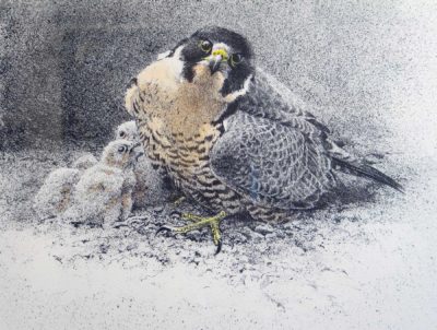 Peregrine & Young - Robert Bateman