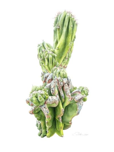 Peruvian Apple Cactus - Charity Dakin