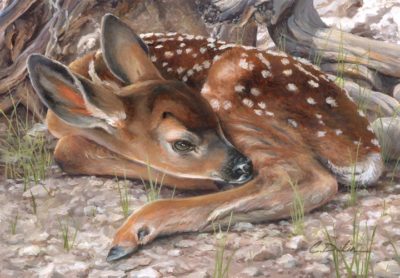 Plain Sight - Mule Deer Fawn - Charity Dakin