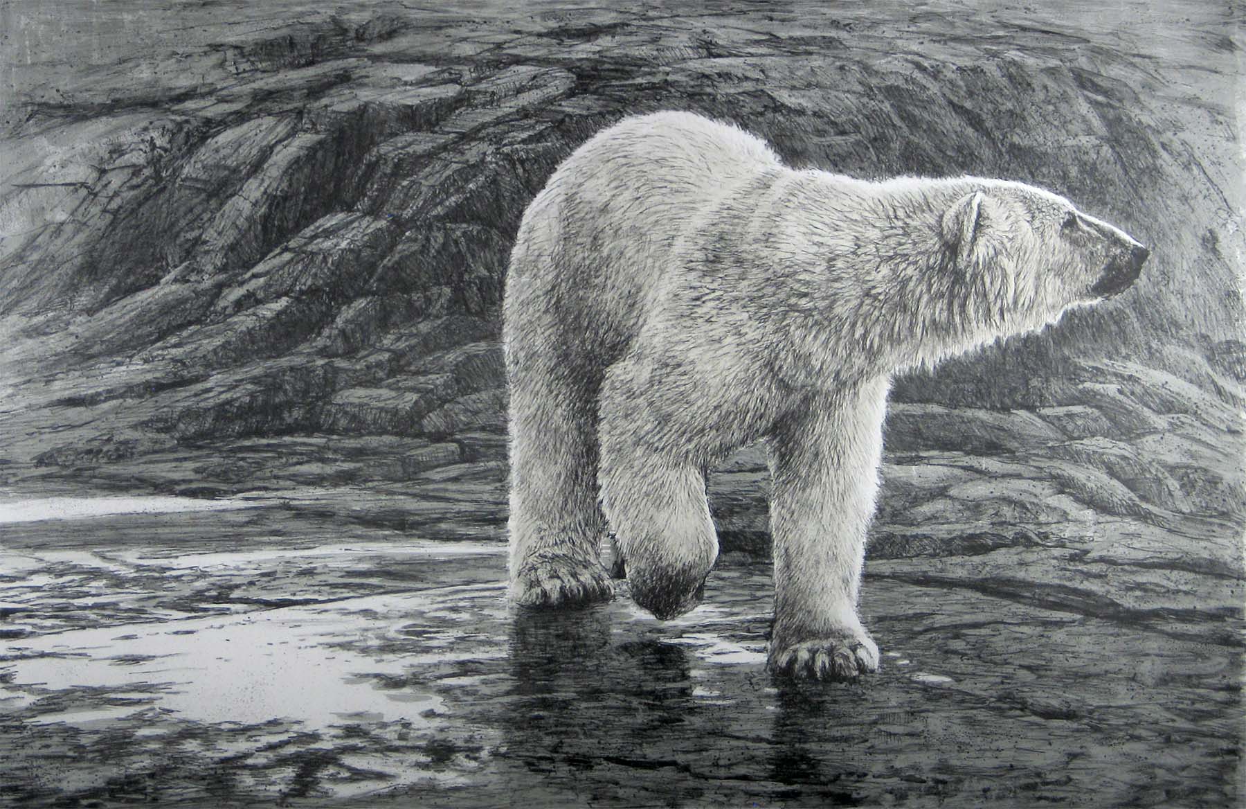 Polar Bear - Lithography - Robert Bateman