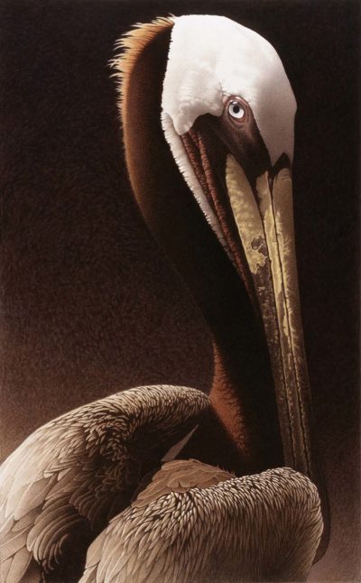 Portrait of a Pelican - Barbara Banthien