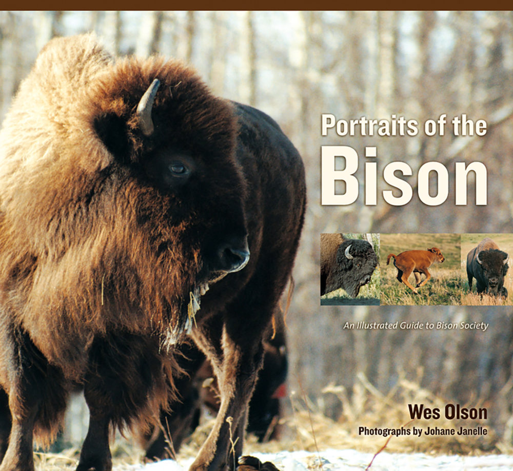 Portraits of the Bison