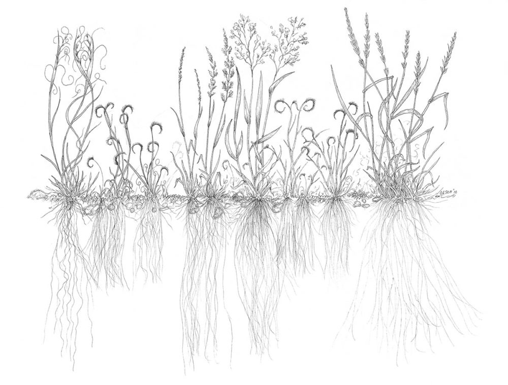 Prairie Grass Study - Wes Olson
