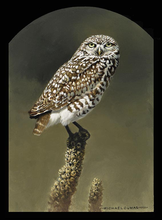 Prairie Light - Burrowing Owl