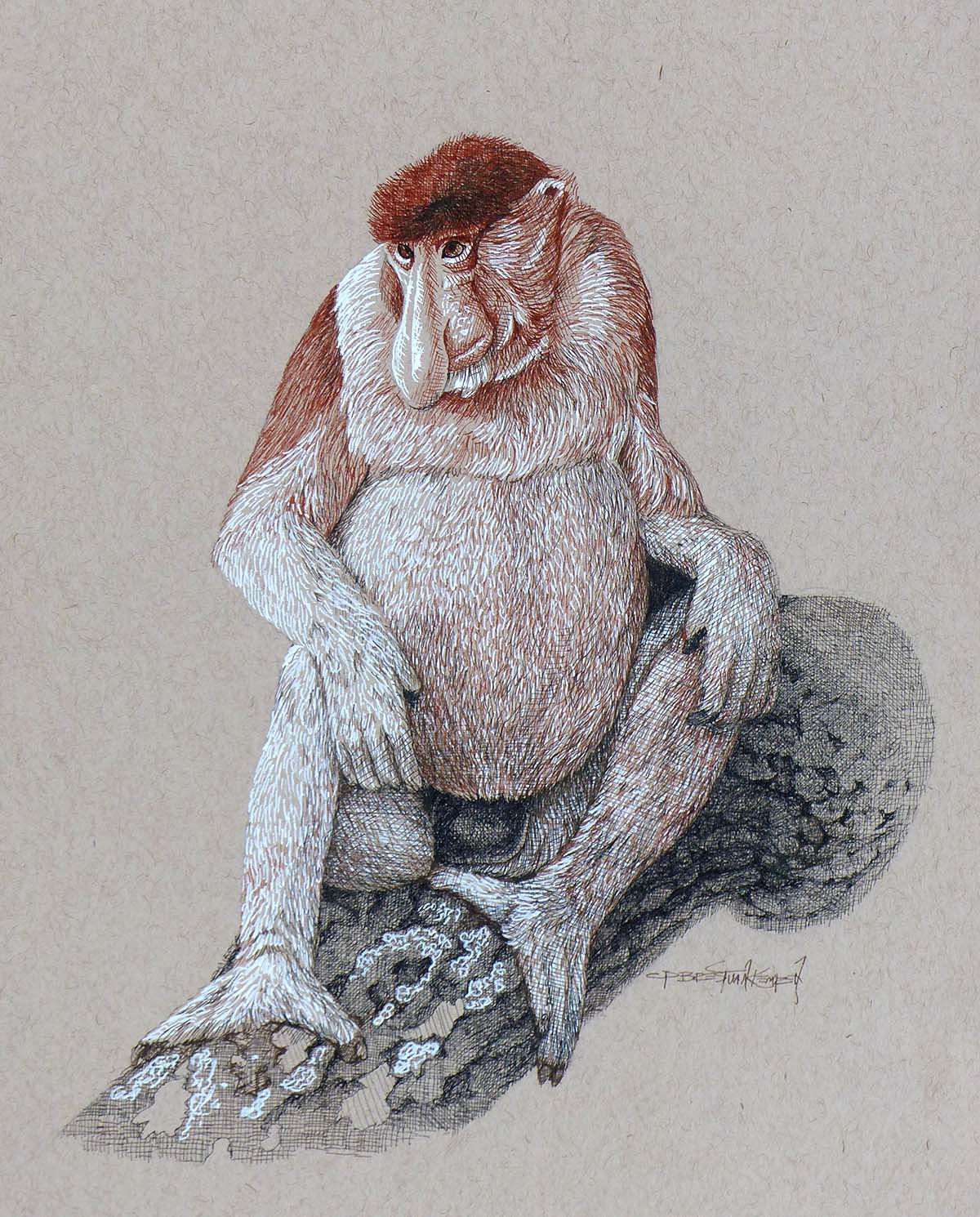 Probaoscis Monkey - Carel Brest van Kempen