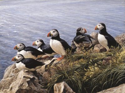 Puffin