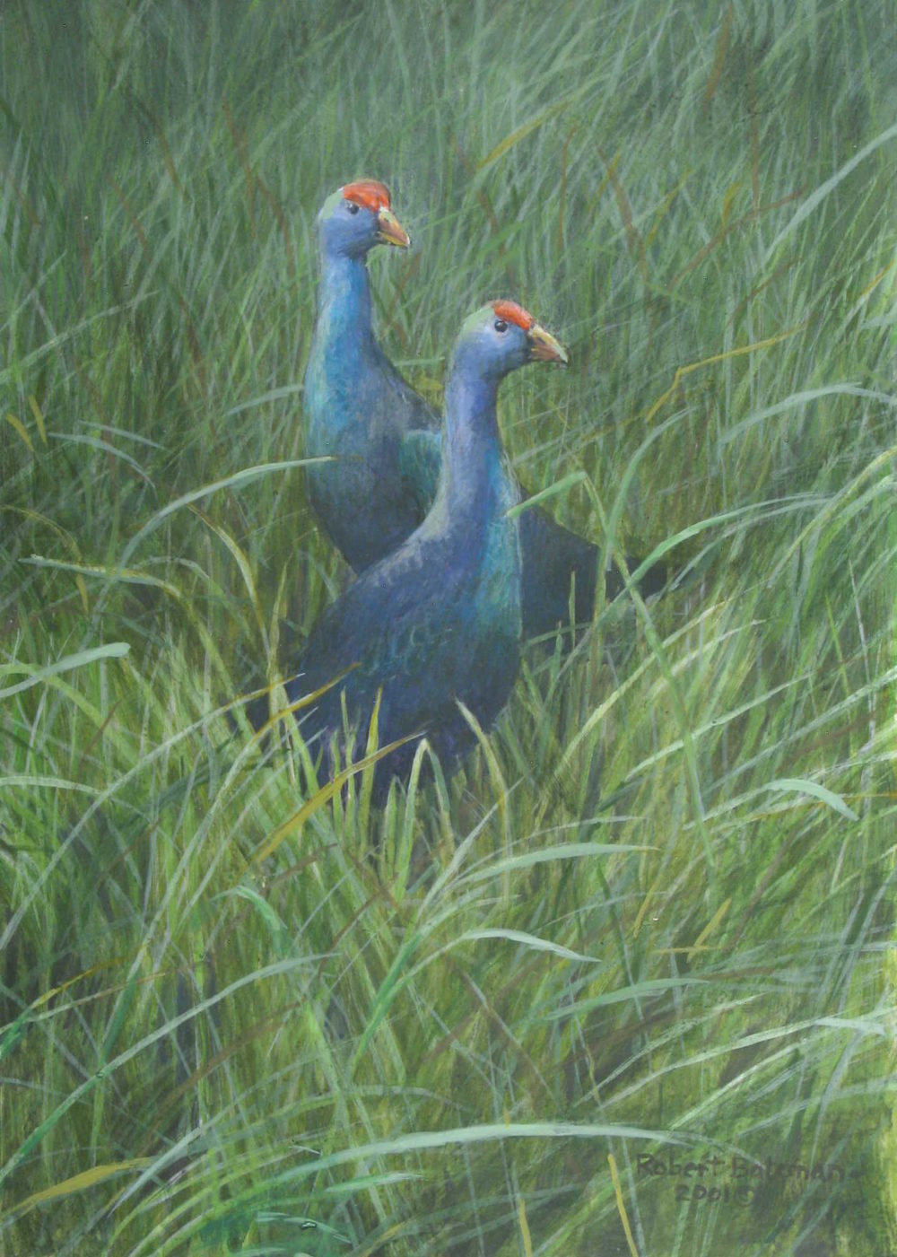 Purple Gallinules Robert Bateman