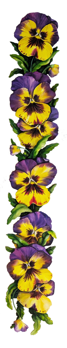 Purple Pansy Study 1
