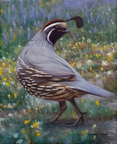 Quail, bird