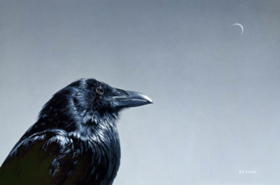 Raven and Moon - Terry Isaac