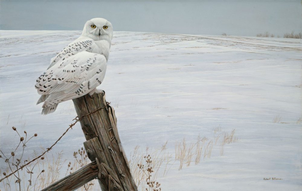 Ready for the Hunt - Snowy Owl