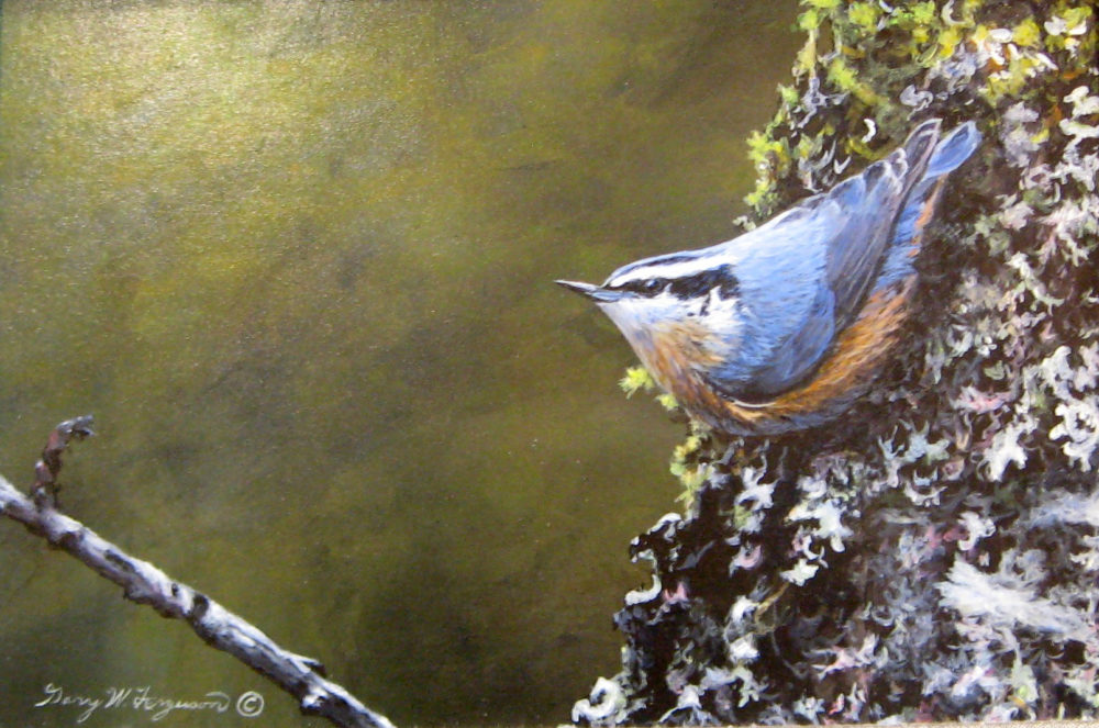 Red-Breasted Nuthatch