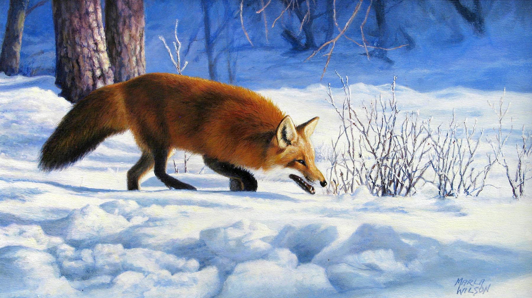 Red Fox - Marla Wilson