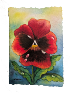 Red Pansy Study (2026)