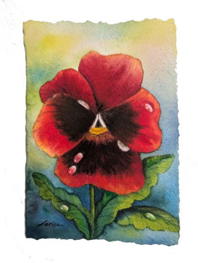 Red Pansy Study (2026)