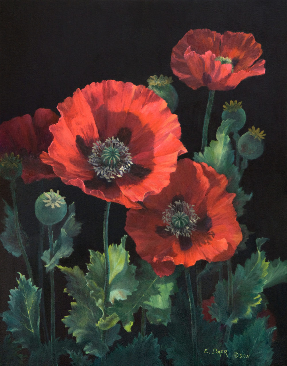 Red Poppies