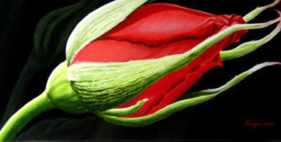 Red Rose Bud Dennis Magnusson