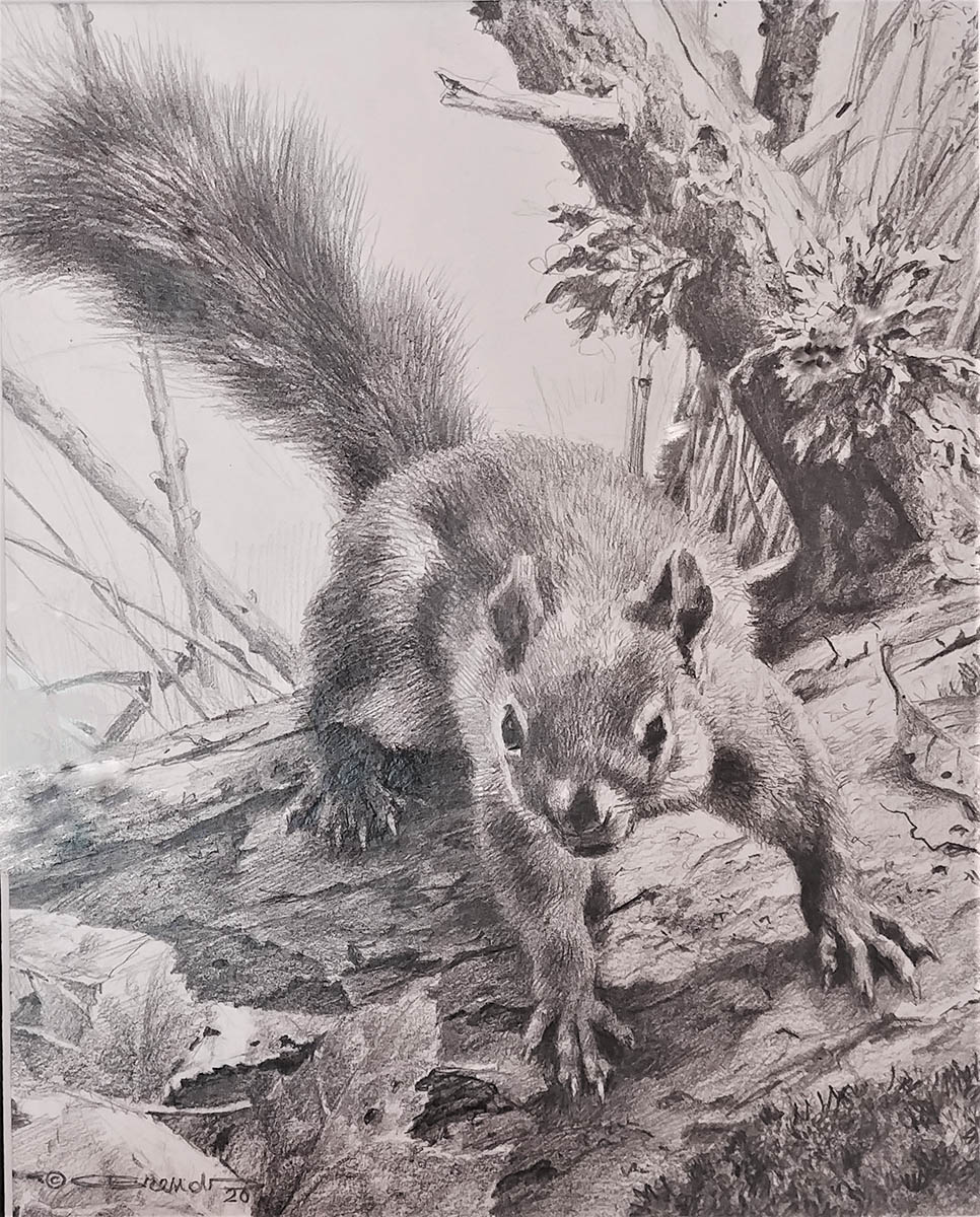 Red Squirrel On Log - Carl Brenders