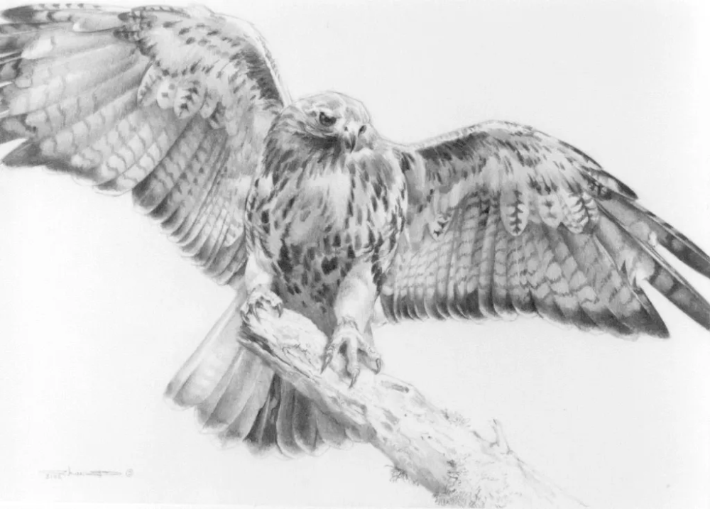 Red Tailed Hawk With Open Wings - Carl Brenders