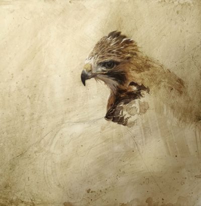 Red-tailed Hawk Portrait - John Mullane