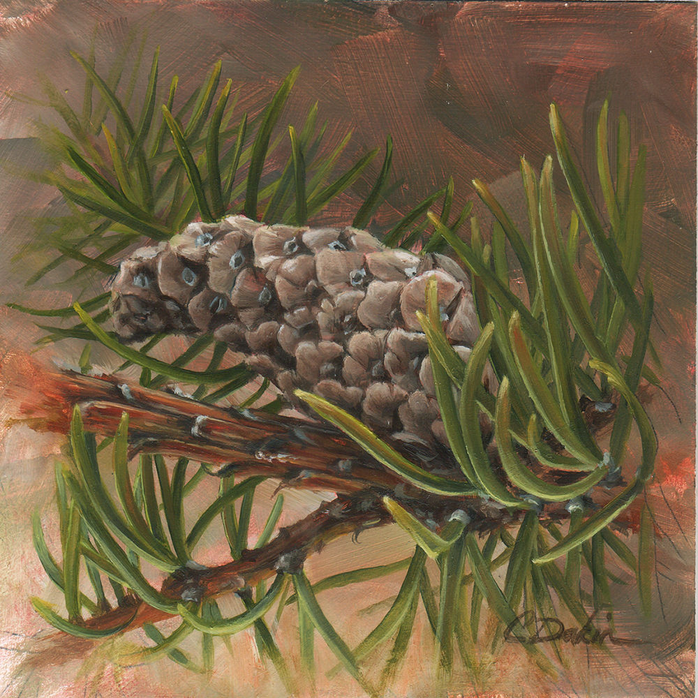 Regeneration Pine Study - Charity Dakin