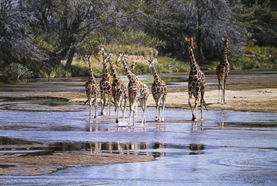 Ripples And Reflections Simon Combes