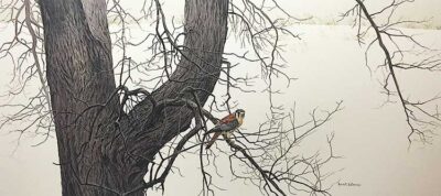Robert-Bateman-Winter-Elm-American-Kestrel