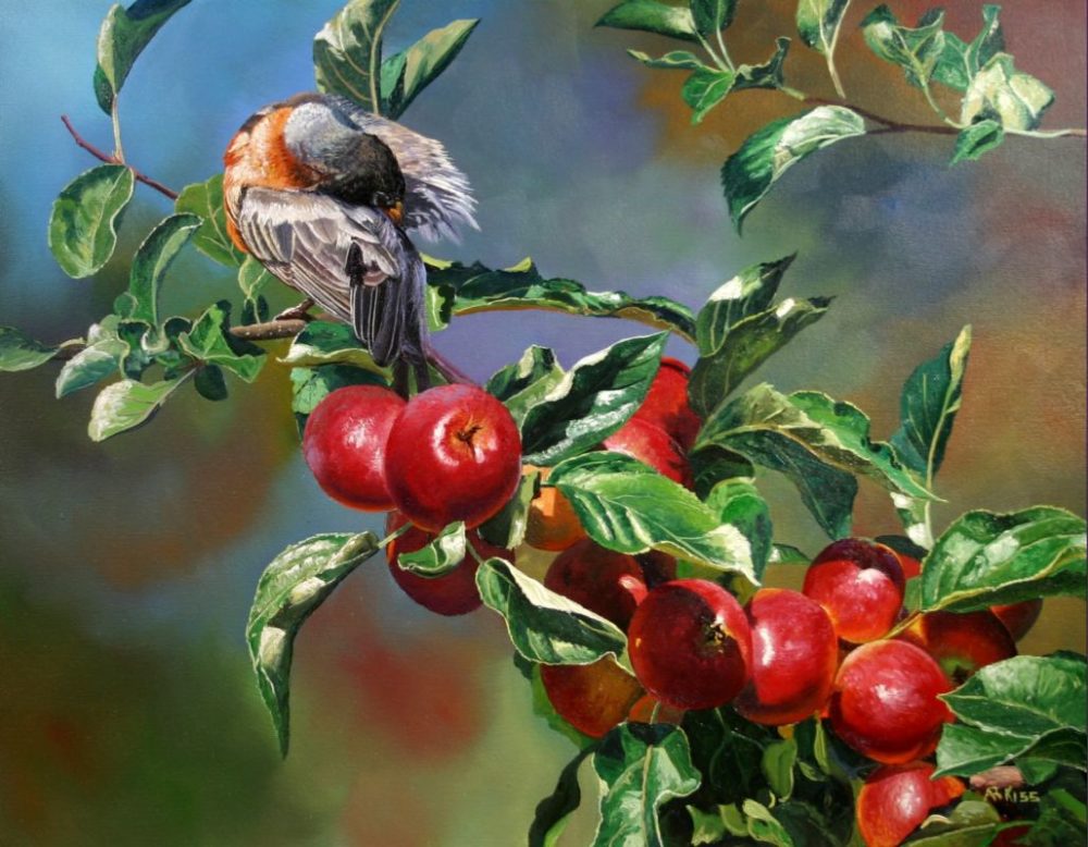 Robin Preening