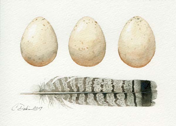 Ruffed Grouse Eggs & Feathers - Charity Dakin