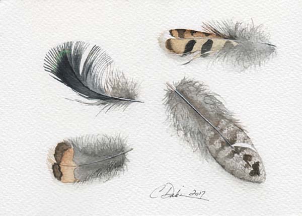 Ruffed Grouse Feather Collection - Charity Dakin