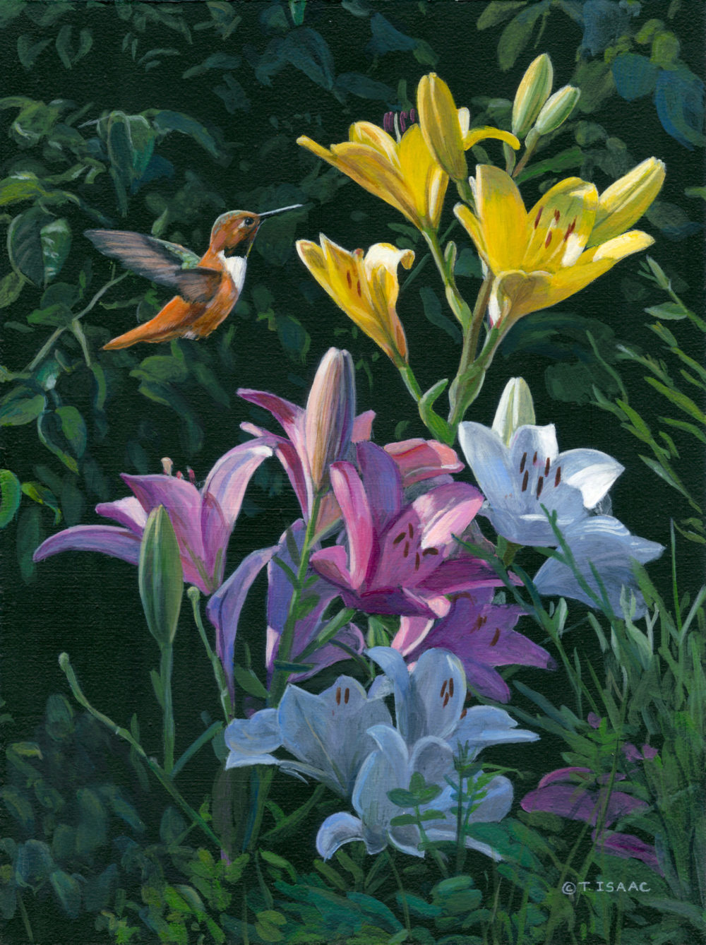 Rufous & Lilies