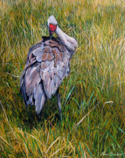 Sandhill Crane Kerri Burnett