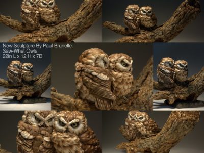 Saw Whet Owls Paul Brunelle