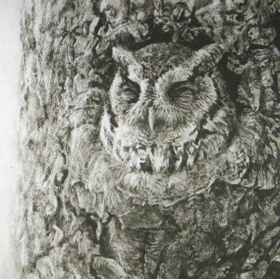 Screech Owl in Apple Tree - Etching - Robert Bateman